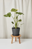 Potted plant on a small wooden stool against a plain background