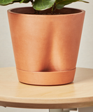 Terracotta pot with a plant on a wooden surface