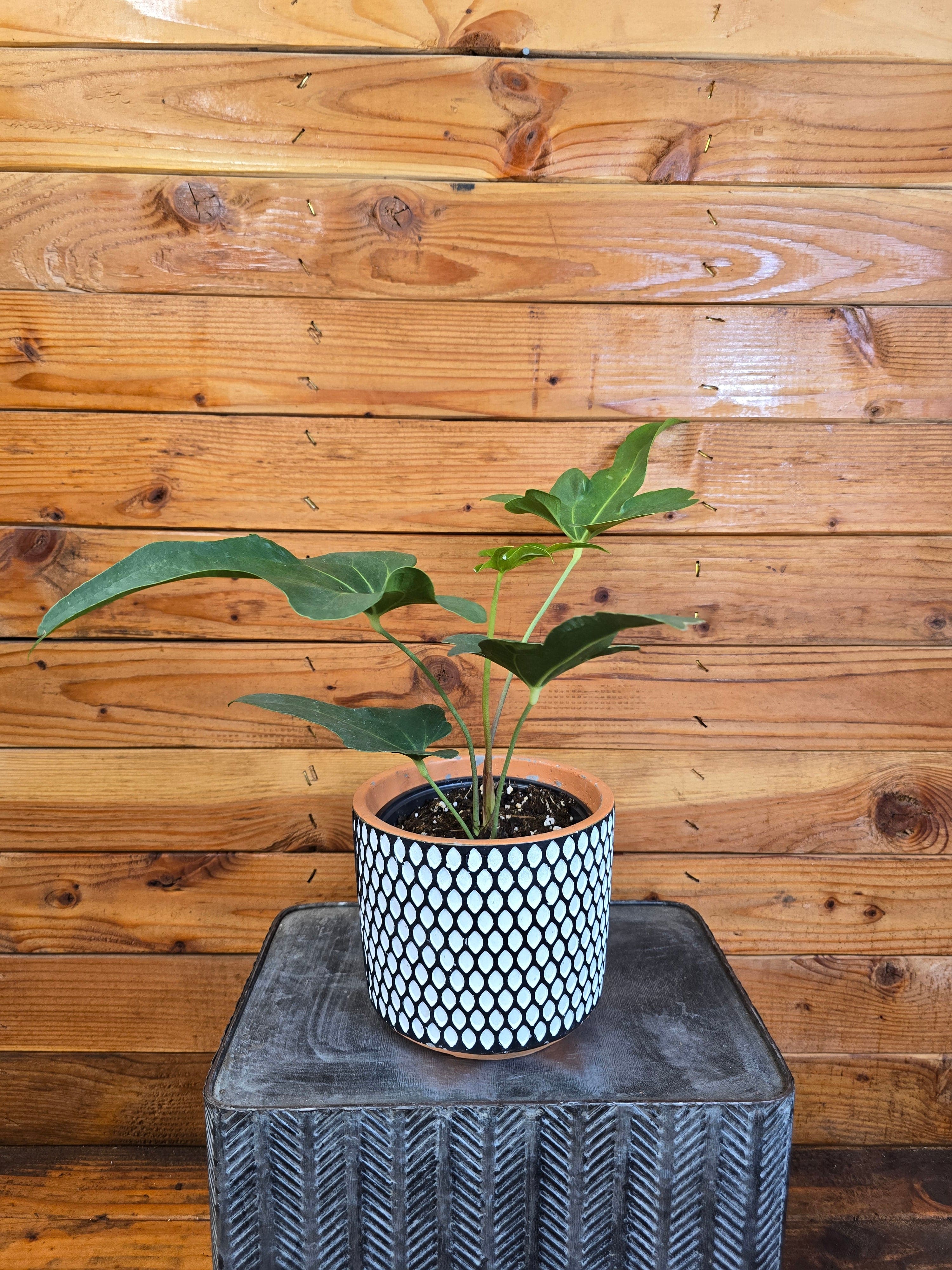Potted plant with a black and white patterned pot on a textured surface with a wooden background