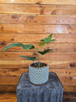Potted plant with a black and white patterned pot on a textured surface with a wooden background
