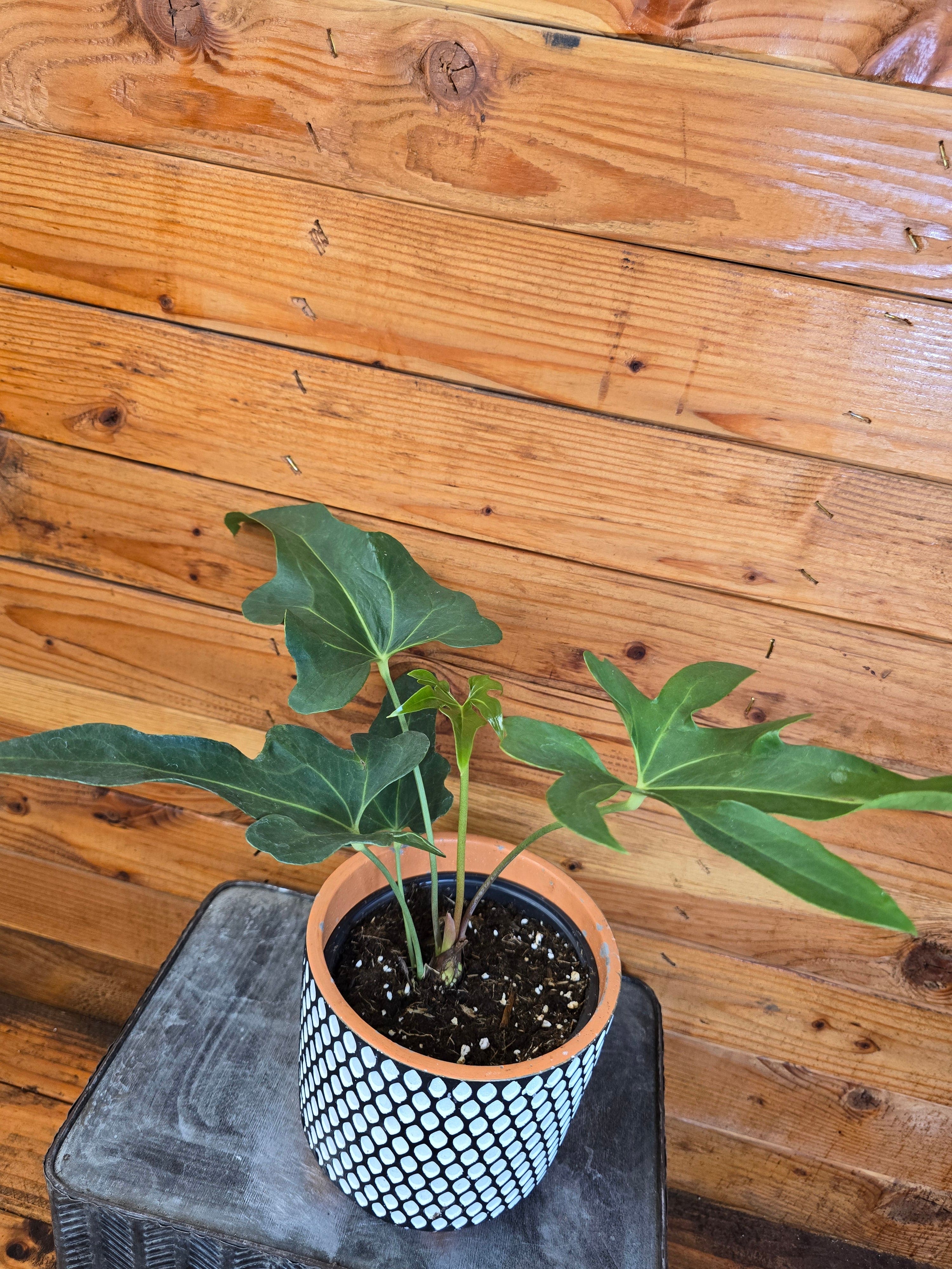 Potted plant on a black surface with a wooden background