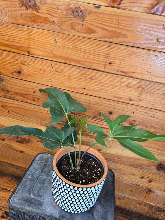 Potted plant on a black surface with a wooden background