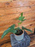 Potted plant on a textured surface with a wooden wall background