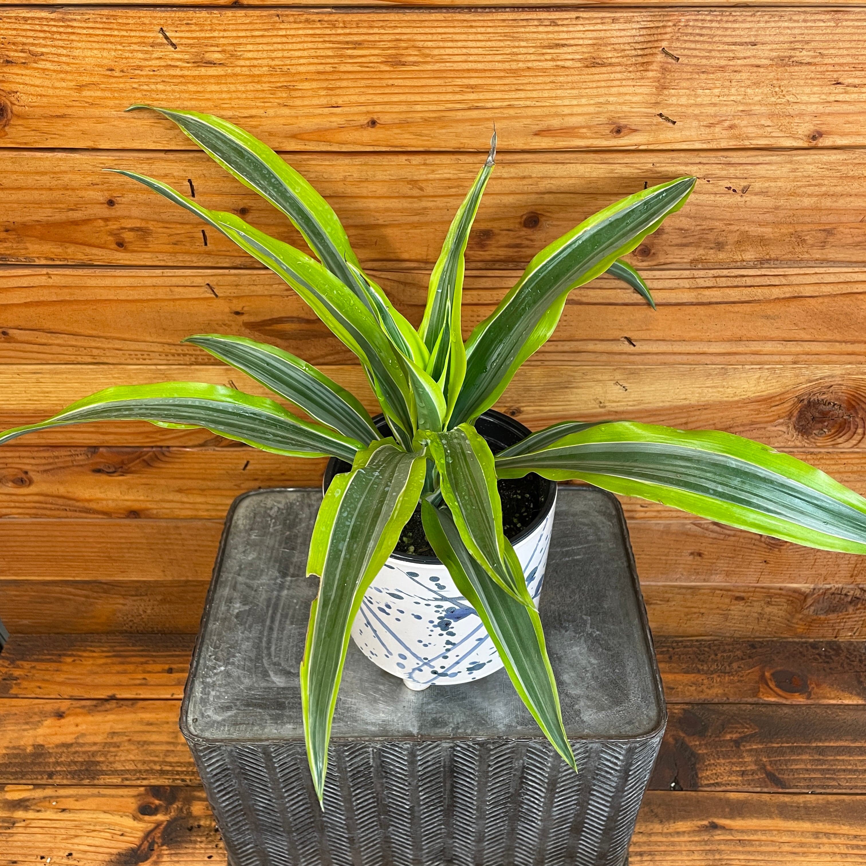 Potted plant on a textured surface with a wooden background