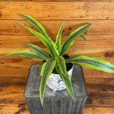 Potted plant on a textured surface with a wooden background