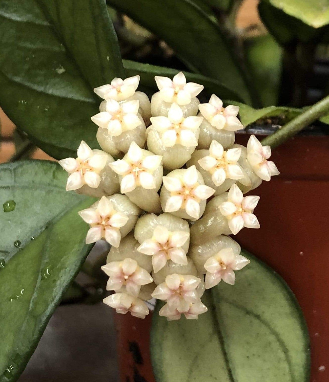 Close-up of a cluster of white flowers with green leaves in the background