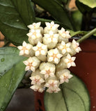 Close-up of a cluster of white flowers with green leaves in the background