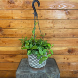 Potted plant hanging from a hook against a wooden wall