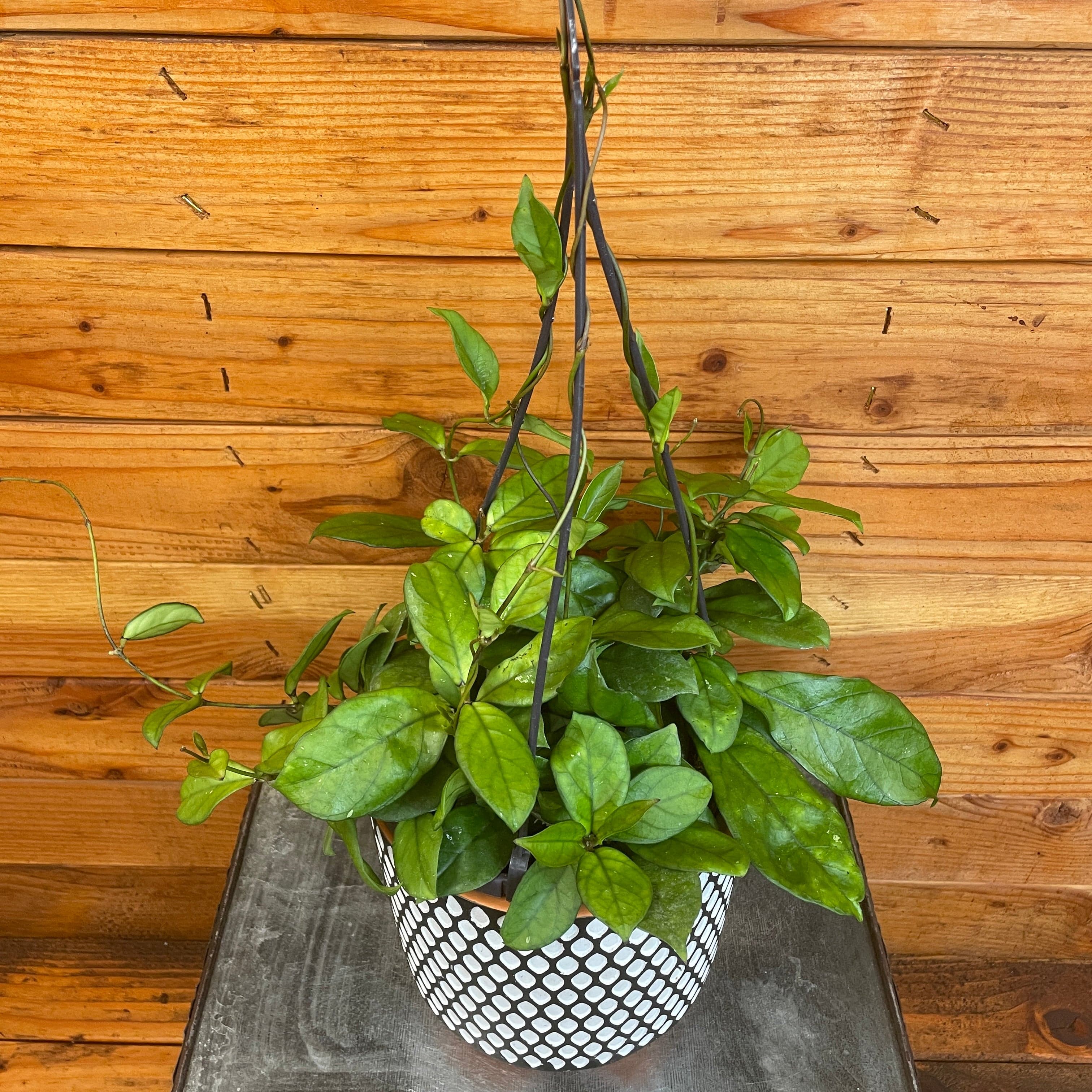 Potted plant on a table with a wooden background