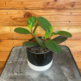 Potted plant on a wooden surface