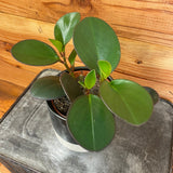 Potted plant with large green leaves on a wooden surface