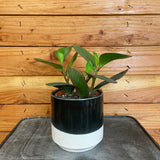 Potted plant on a metal surface with a wooden background