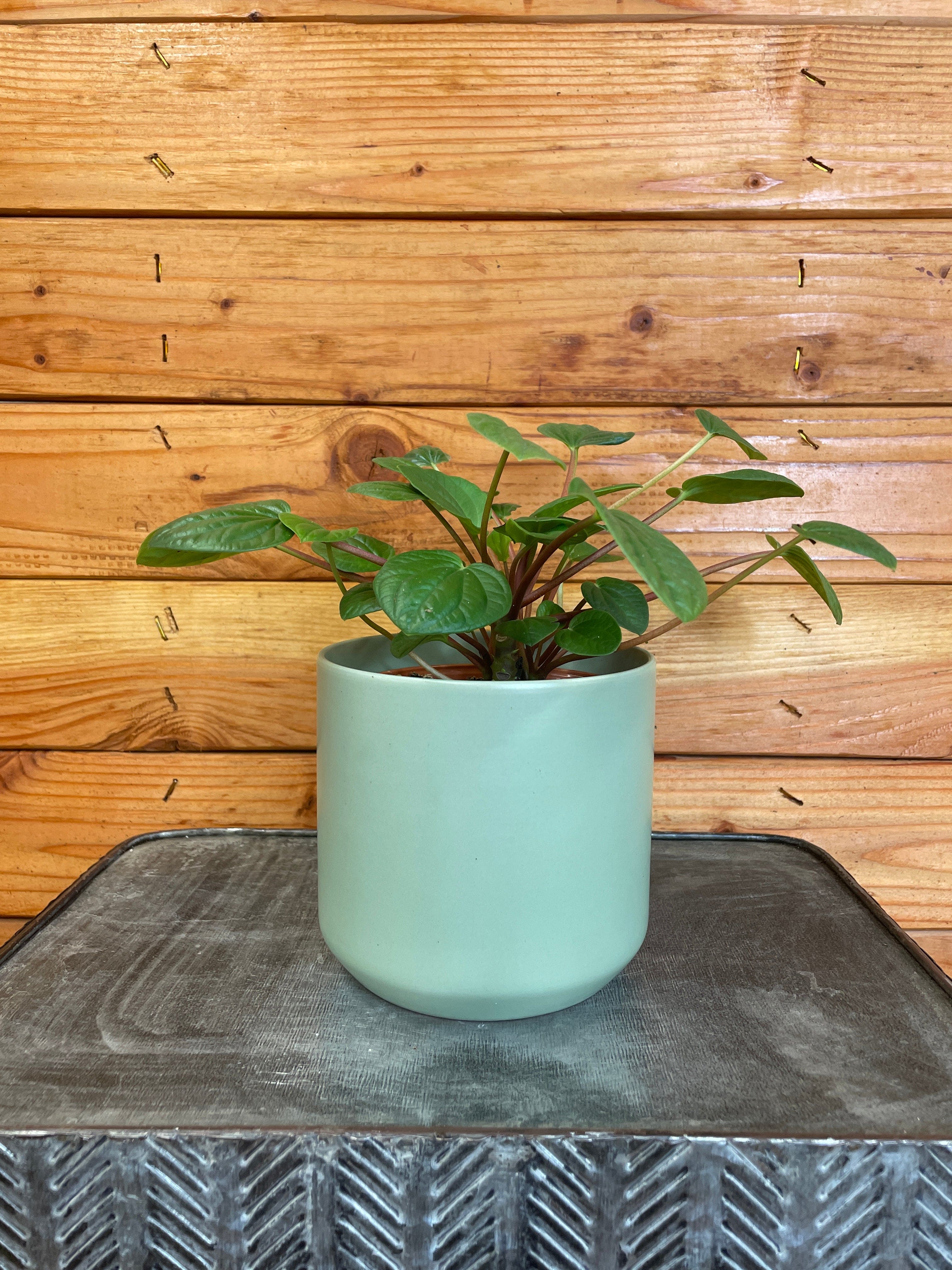 Green potted plant on a metal surface with a wooden background