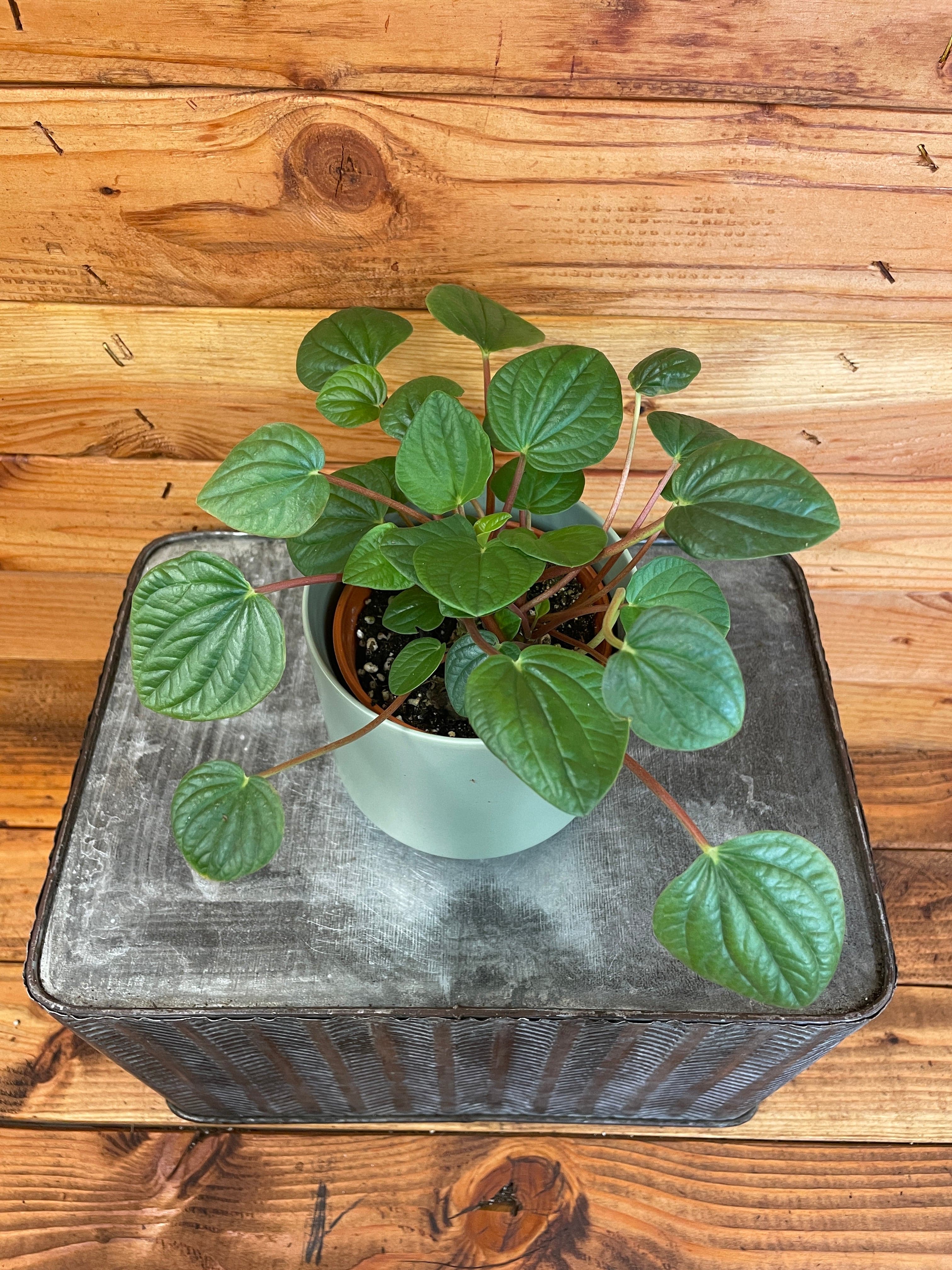 Potted plant on a metal surface with a wooden background
