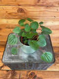 Potted plant on a metal surface with a wooden background