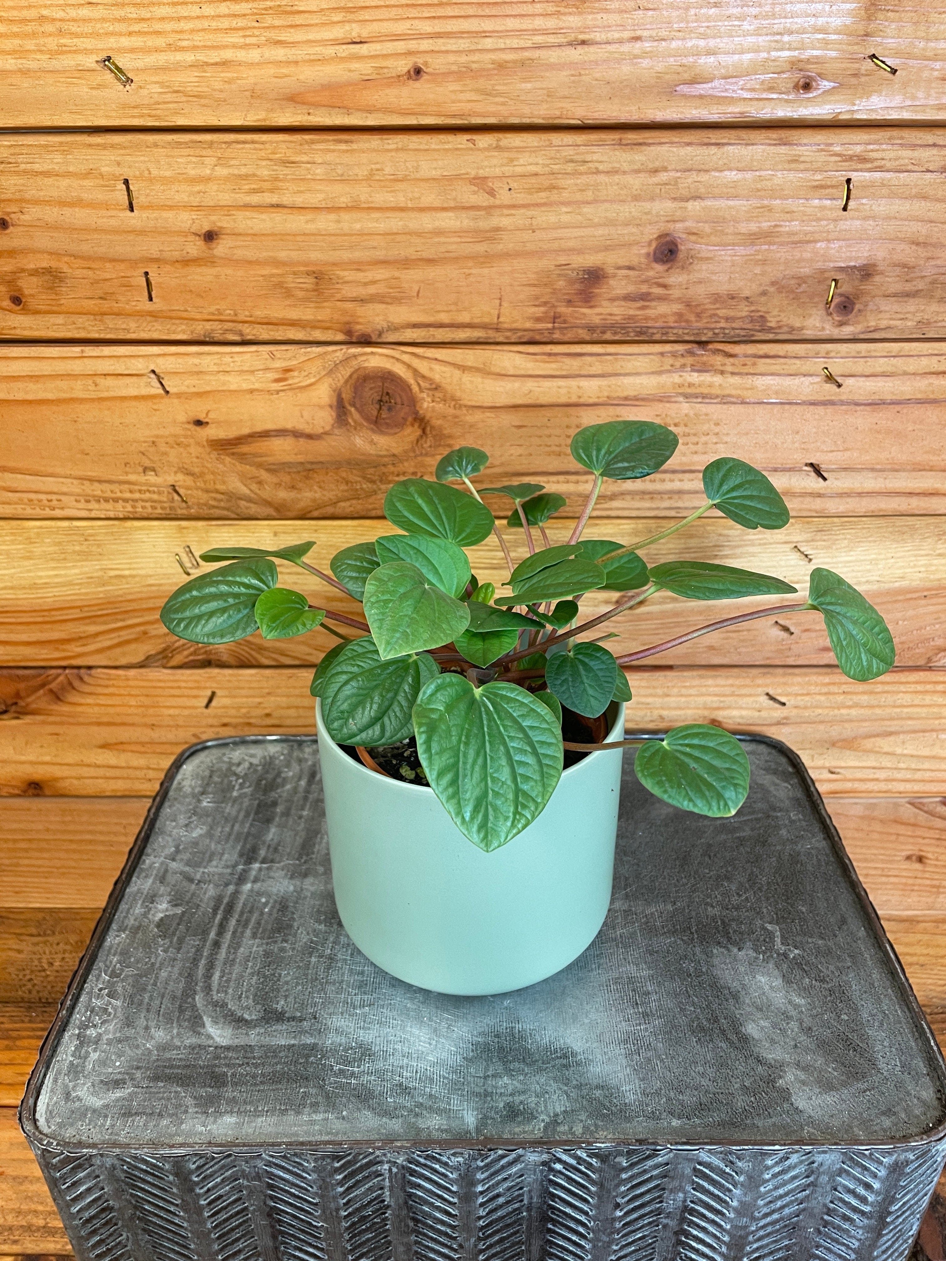 Potted plant on a textured surface with wooden background