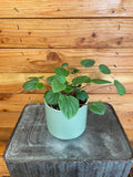 Potted plant on a textured surface with wooden background