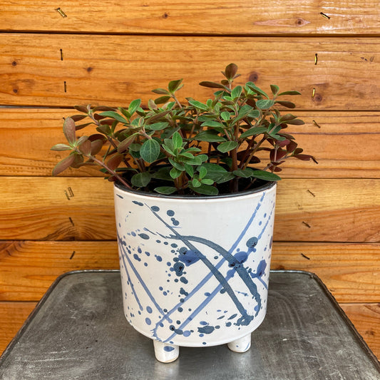 Potted plant in a white pot with blue abstract design on a wooden surface