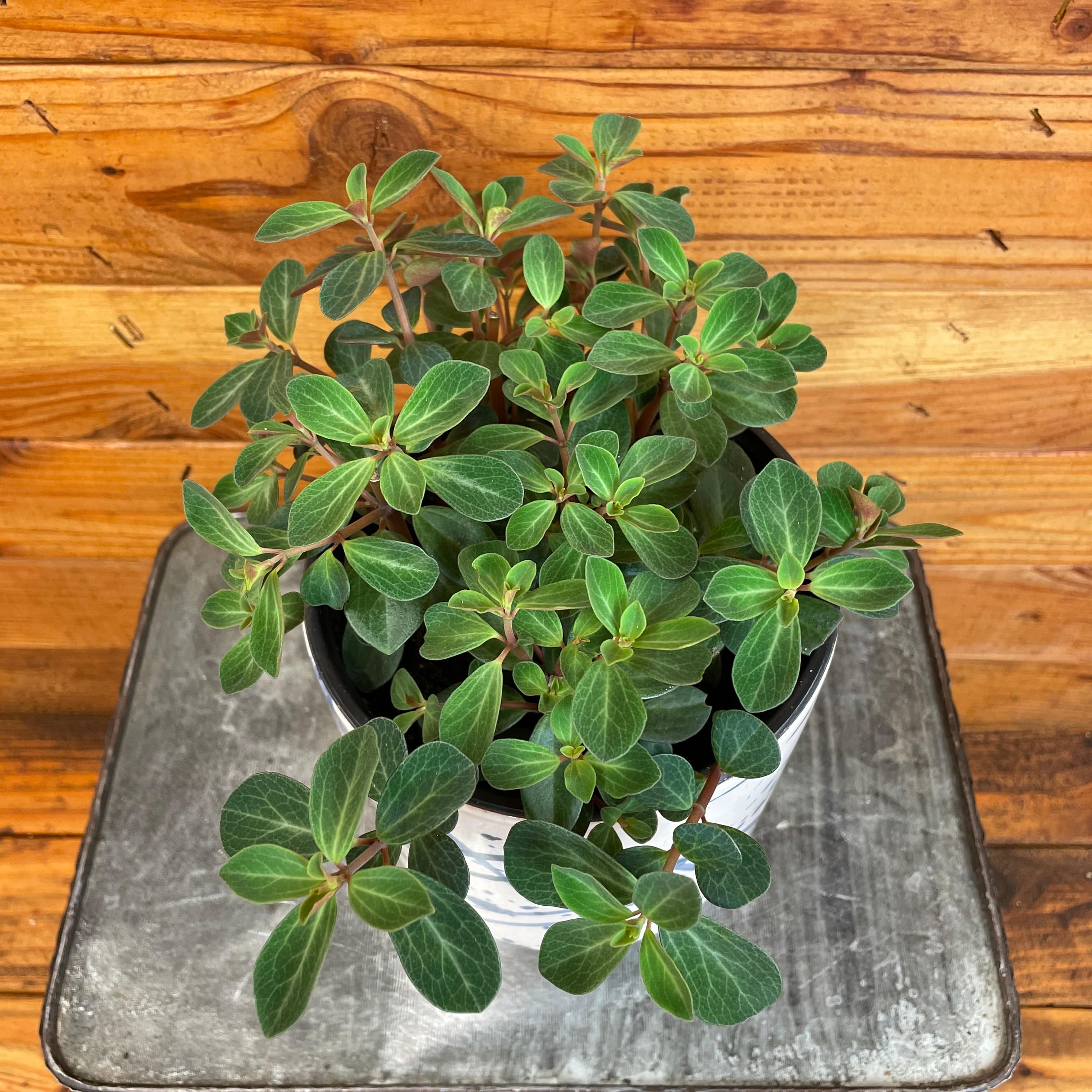 Potted plant on a metal tray with a wooden background