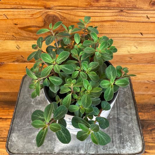 Potted plant on a metal tray with a wooden background