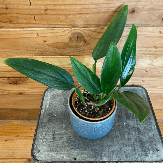 Potted plant on a metal tray with a wooden background