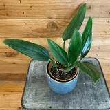 Potted plant on a metal tray with a wooden background