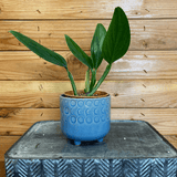 Potted plant in a blue textured pot on a metal surface with a wooden background