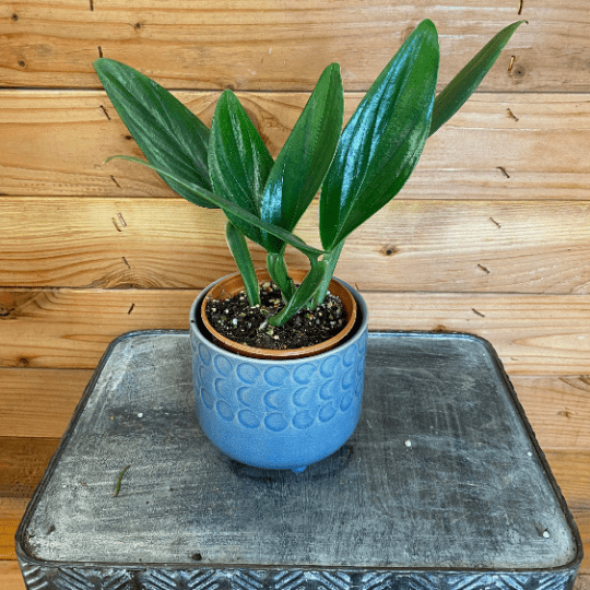 Potted plant in a blue pot on a metal surface with a wooden background