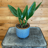 Potted plant in a blue pot on a metal surface with a wooden background