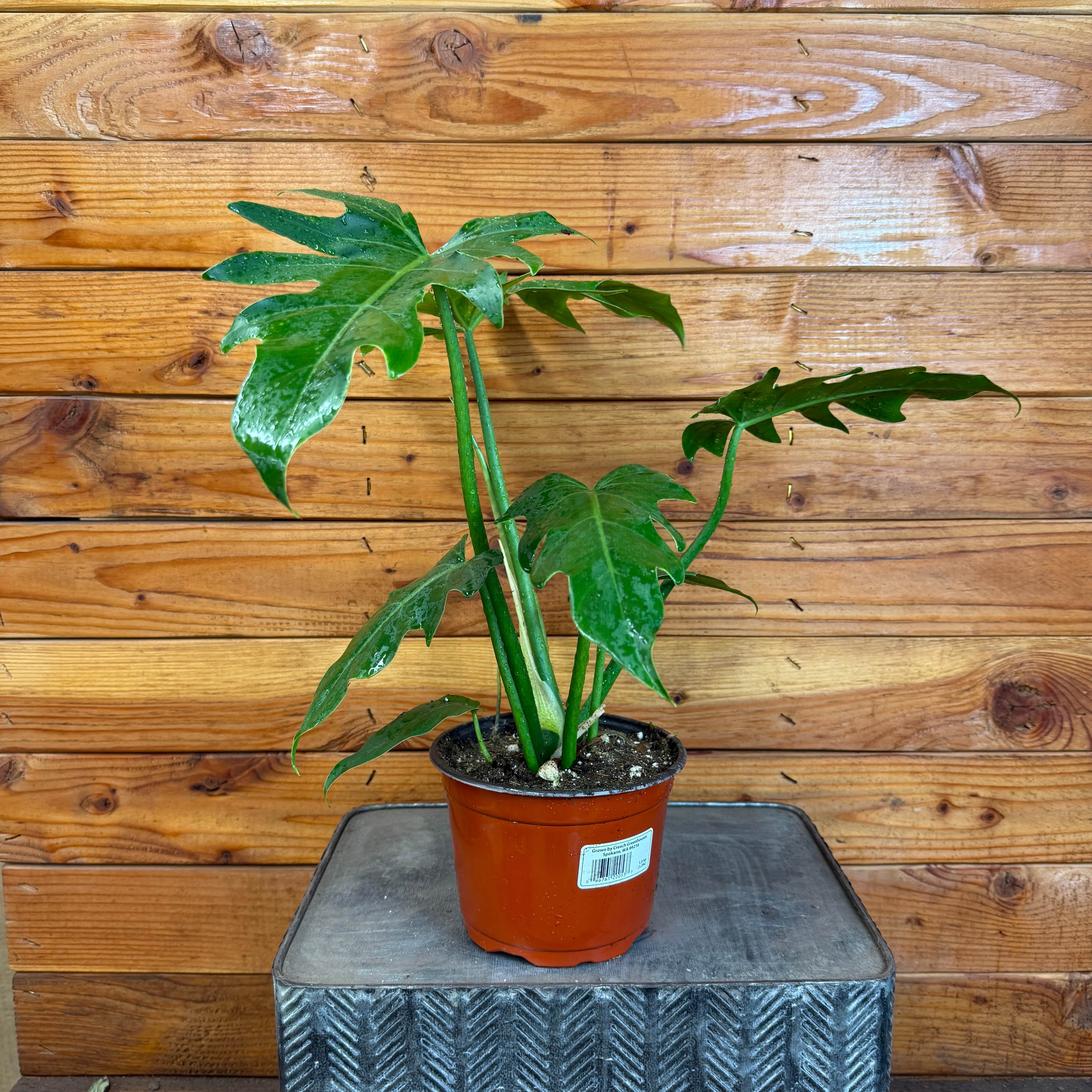 Potted plant on a metal stand against a wooden wall