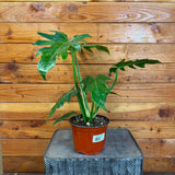 Potted plant on a metal stand against a wooden wall